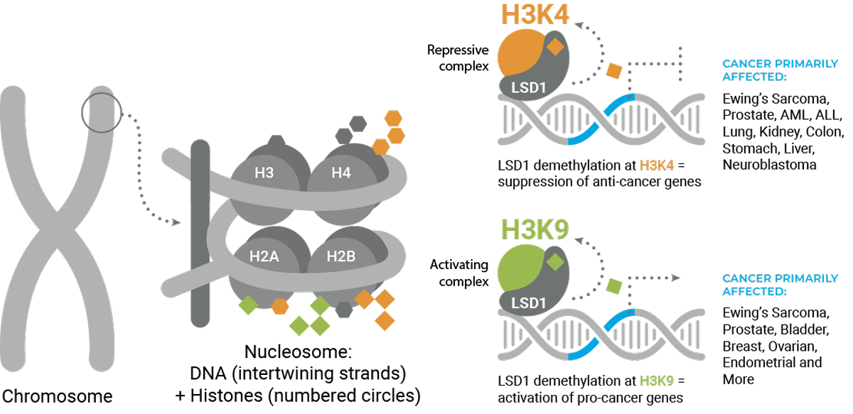In a chromosome illustration, a section is magnified to show the nucleosome, consisting of DNA (intertwining strands) and histones. A second illustration shows the Repressive Complex, in which LSD1 demethylation at H3K4 leads to suppression of anti-cancer genes. Cancer primarily affected: Ewing’s Sarcoma, Prostate, AML, ALL, Lung, Kidney, Colon, Stomach, Liver, Neuroblastoma. A third illustration shows the Activating Complex, in which LSD1 demethylation at H3K9 leads to activation of pro-cancer genes. Cancer primarily affected: Ewing’s Sarcoma, Prostate, Bladder, Breast, Ovarian, Endometrial, and more.