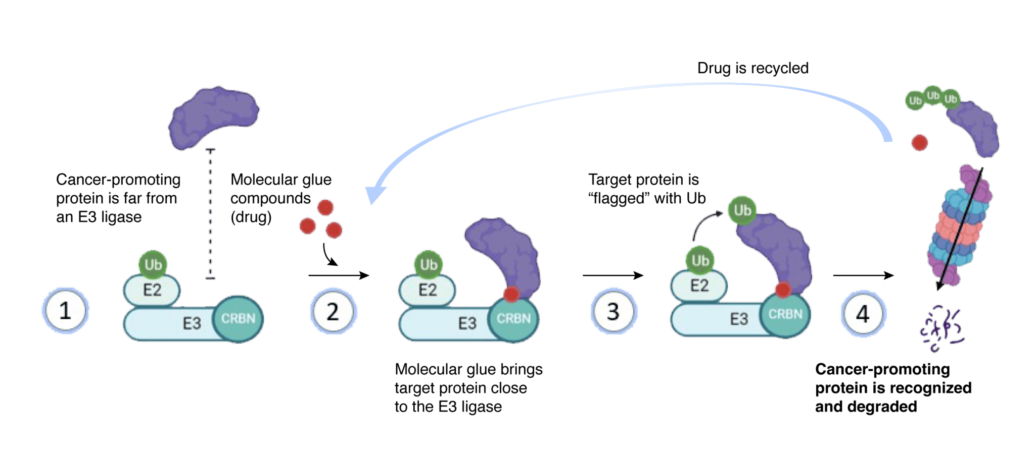 First, cancer-promoting protein is far from an E3 ligase. Second, molecular glue compounds (drug) bring target protein close to the E3 ligase. Third, target protein is flagged with Ub. Fourth, cancer-promoting protein is recognized and degraded. Drug is recycled.