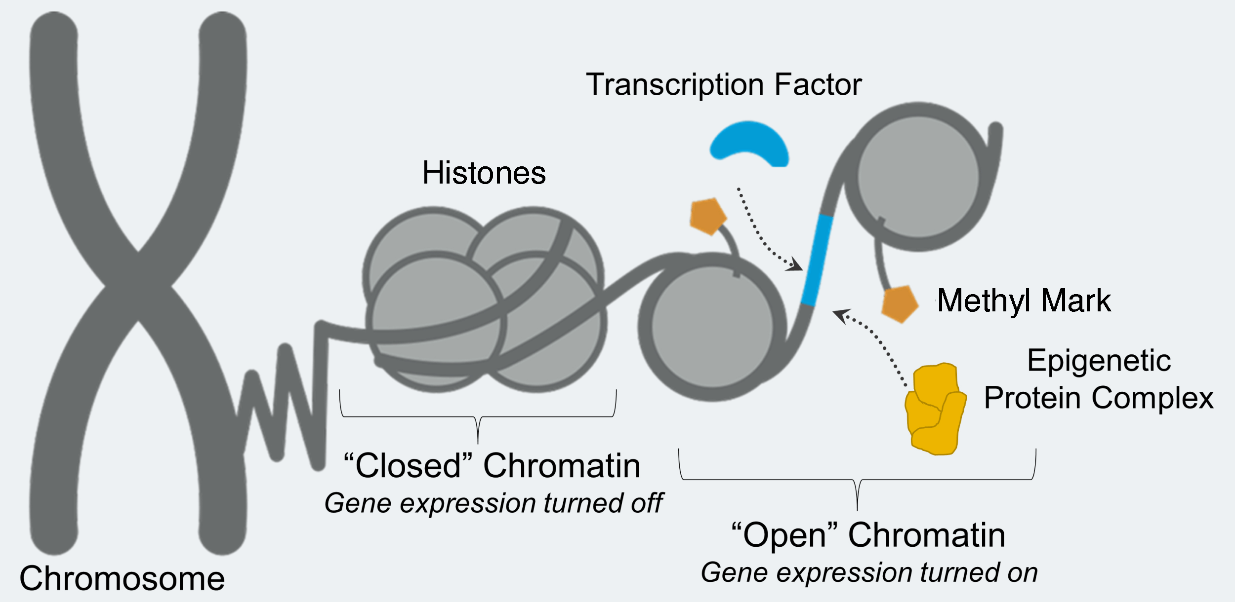 Gene expression is a dynamic process involving transcription factors binding to recognizable DNA sequences and interacting with epigenetic protein complexes to change chromatin to an open or closed state and influence gene expression.